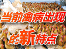 当前禽病出现的新特点
