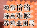 鸡蛋价格蹿高难解养鸡业困局