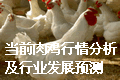 当前肉鸡市场行情分析和对未来行业发展的预测