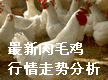 最新肉毛鸡价格行情走势分析