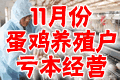 蛋鸡养殖户亏本状态下艰难经营