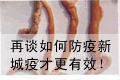再谈如何防疫新城疫才更有效