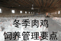 冬季肉鸡饲养管理要点