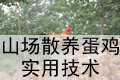 山场散养蛋鸡实用技术