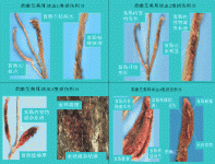 2008年禽病流行态势回顾及2009年疫病流行趋势分析