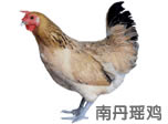 南丹瑶鸡