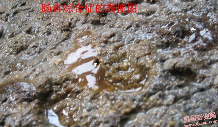 球虫病治疗阶段分解—中国鸡病网—中国鸡病诊治网