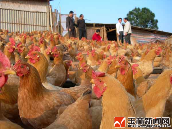 养鸡产业是玉林畜牧业的支柱产业