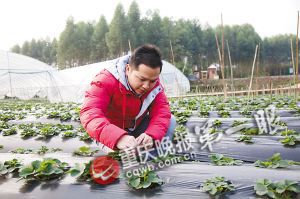 龙运海在查看草莓长势