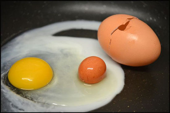 惊奇！英夫妇打鸡蛋发现“蛋中蛋”