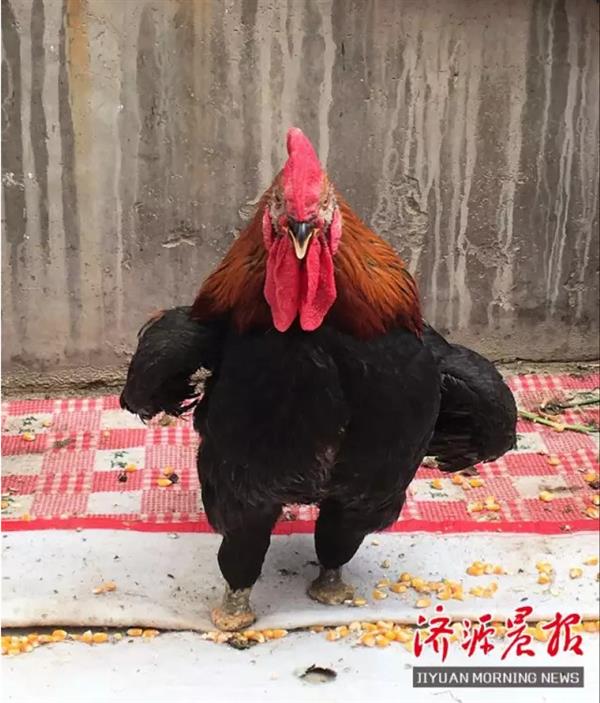 河南驚現(xiàn)“雞堅強”：為了走路 自斷一腿