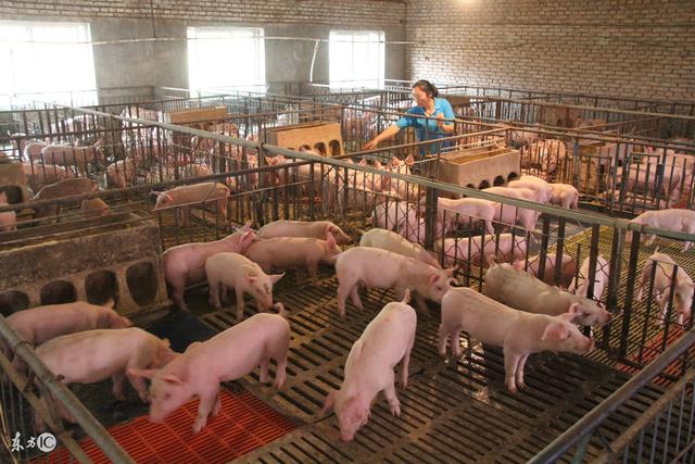 养猪风险大比猪价低还可怕，本文值得养殖户好好看看！