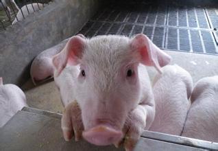 农业部：受雨雪影响白条猪出厂价格上涨！ 统计：受降温影响猪价涨势得以保持！