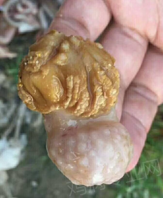 禽用中药 鸡病专业网