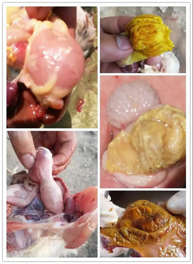 鸡腺肌胃炎发生原因及防治措施