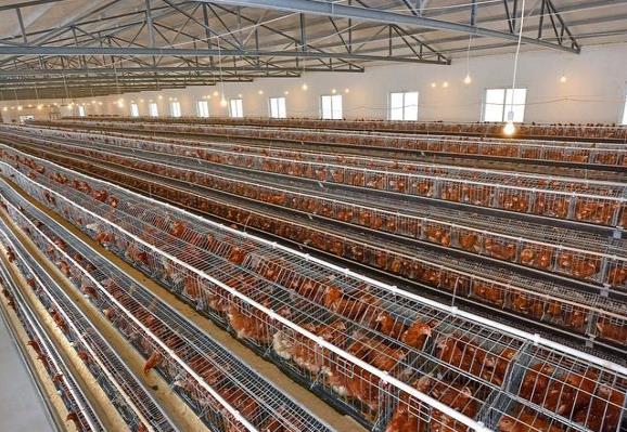 肉鸡产量恢复之际 或许就是蛋鸡行业血雨腥风之时！