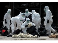 春防之——H7N9亚型禽流感防控建议