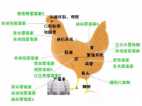 三种霉菌毒素对鸡的危害、饲料发霉原因及危害、常见的霉菌吸附剂