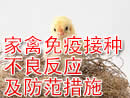 家禽免疫接种不良反应及防范措施