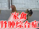 家禽肾肿综合症
