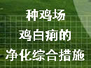 种鸡场鸡白痢的净化综合措施
