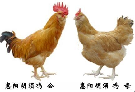 广西瑶鸡