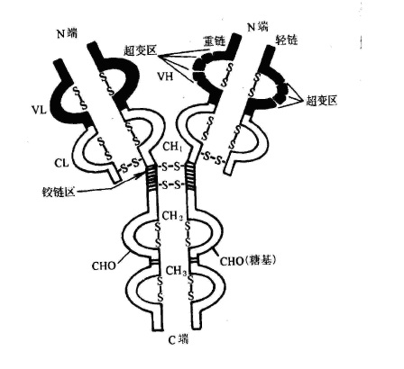 抗体简图图片