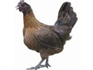 黔东南小香鸡