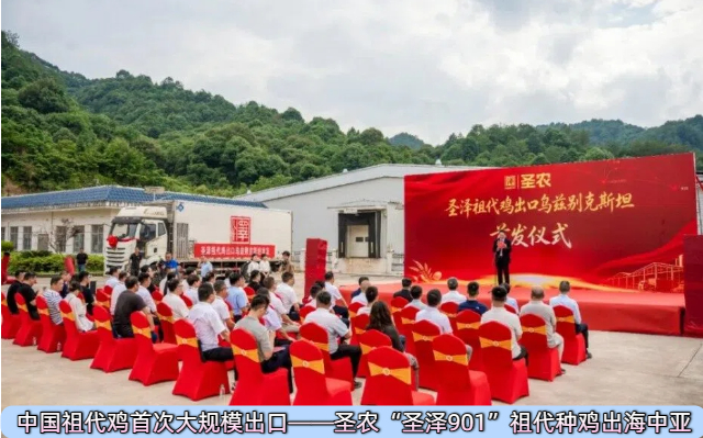 圣农“圣泽901”祖代种鸡出海中亚