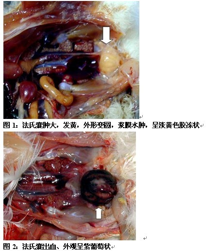鸡的法氏囊解剖图图片