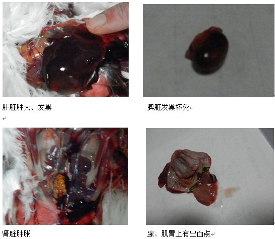 鸽子沙门氏菌症状图片图片