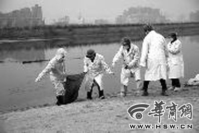工作人员对渭河里死猪进行打捞处理 本报记者 王培民 摄 工作人员对渭河里死猪进行打捞处理 本报记者 王培民 摄