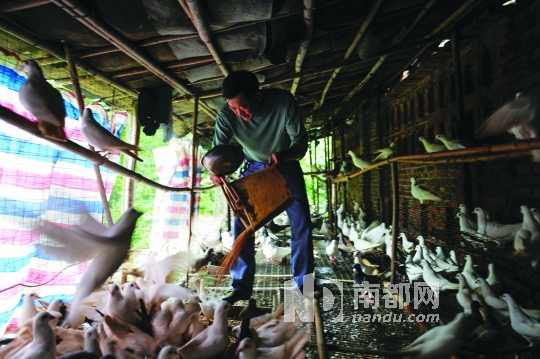 张北朝的生意跌入谷底，因欠饲料厂的钱无力偿还，现饲料已断供，鸽子原本每天早晚各吃一顿，现在改为只吃中午一顿。