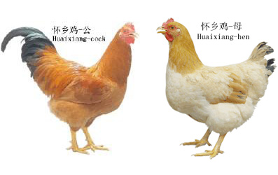 信宜怀乡鸡