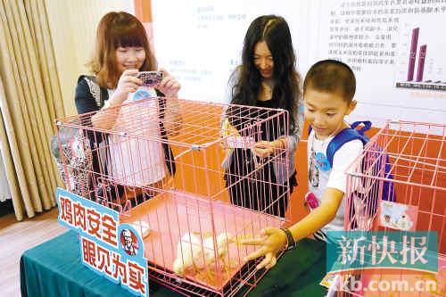 白羽鸡40余天就能长成