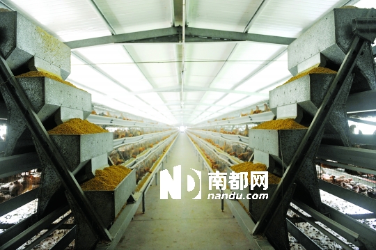 <p>    自动饲料输送机保证喂食卫生。</p>
