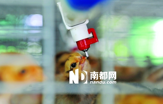 <p>    鸡笼内的自动饮水系统，小鸡啄一下就有水喝。</p>