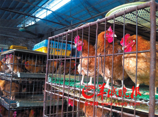 佛山家禽产销者梦碎H7N9养殖场的鸡价跌至成本价以下