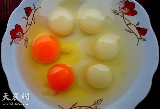 12月23日，龚伦朋将拌好的“人参饲料”放进烤箱烘烤。
