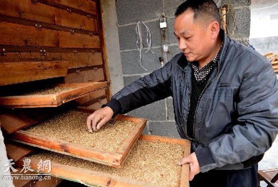 12月23日，龚伦朋将拌好的“人参饲料”放进烤箱烘烤。