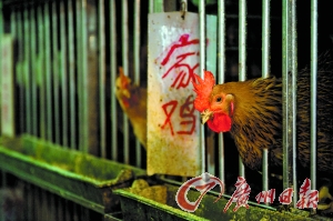 巧渡危“鸡”