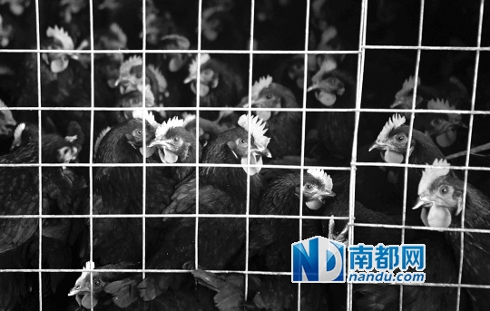 2月10日下午,惠州市三鸟批发市场格外冷清,不少档主降下帆布和塑料膜为活鸡遮挡寒风。南都记者 陈伟斌 摄
