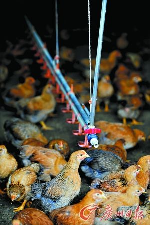广州江丰花都养鸡场。记者杨耀烨