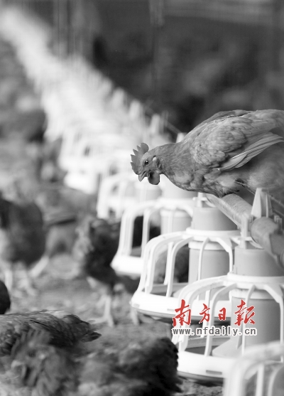 记者采访时有企业负责人透露广州活禽加工面临不足。 马强 摄
