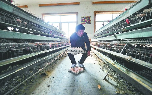 济南“特供商品”销售遇冷 万枚特供鸡蛋“趴窝”