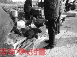 禁令之下 露天农贸市场30余只活禽两小时内售罄