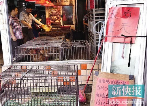 广州今起82个市场禁卖活禽 启动冰鲜鸡试点(图)