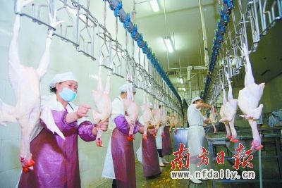  自5月1日起广州在部分区域推行生鲜鸡试点，清远最大的禽类企业广东天农食品有限公司成为三家指定的供货商之一。图为天农公司生鲜清远鸡生产流水线。南方日报记者 曾亮超 摄