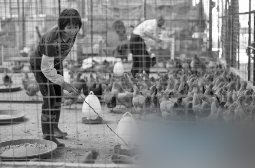 2013年5月7日，北滘批发市场活禽档主用铁钩抓鸡售卖。