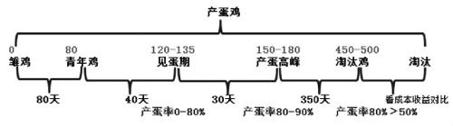 鸡的生长周期 变化图图片